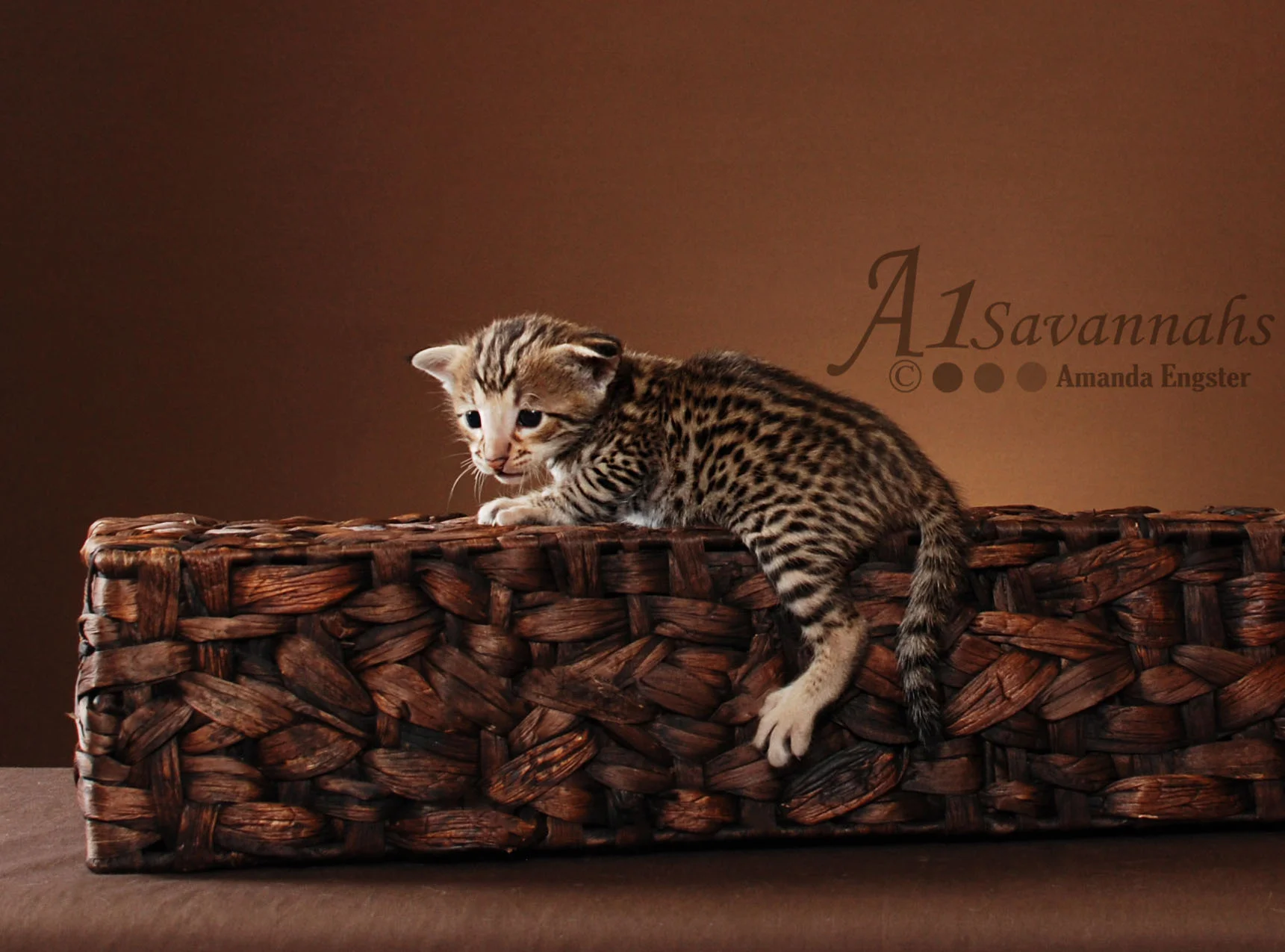 A1 Savannahs Sarabi F2 Female Savannah Kitten