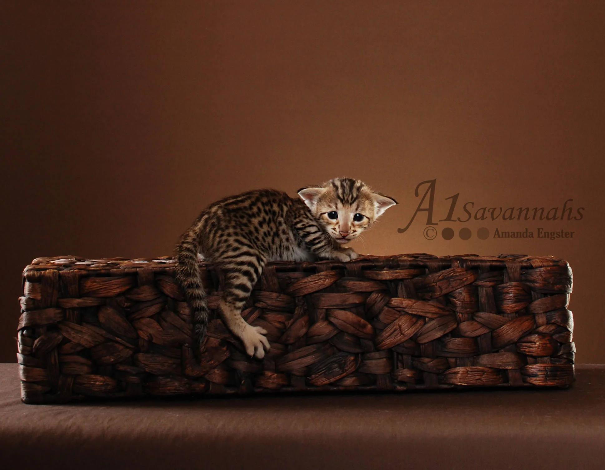 A1 Savannahs Sarabi F2 Female Savannah Kitten