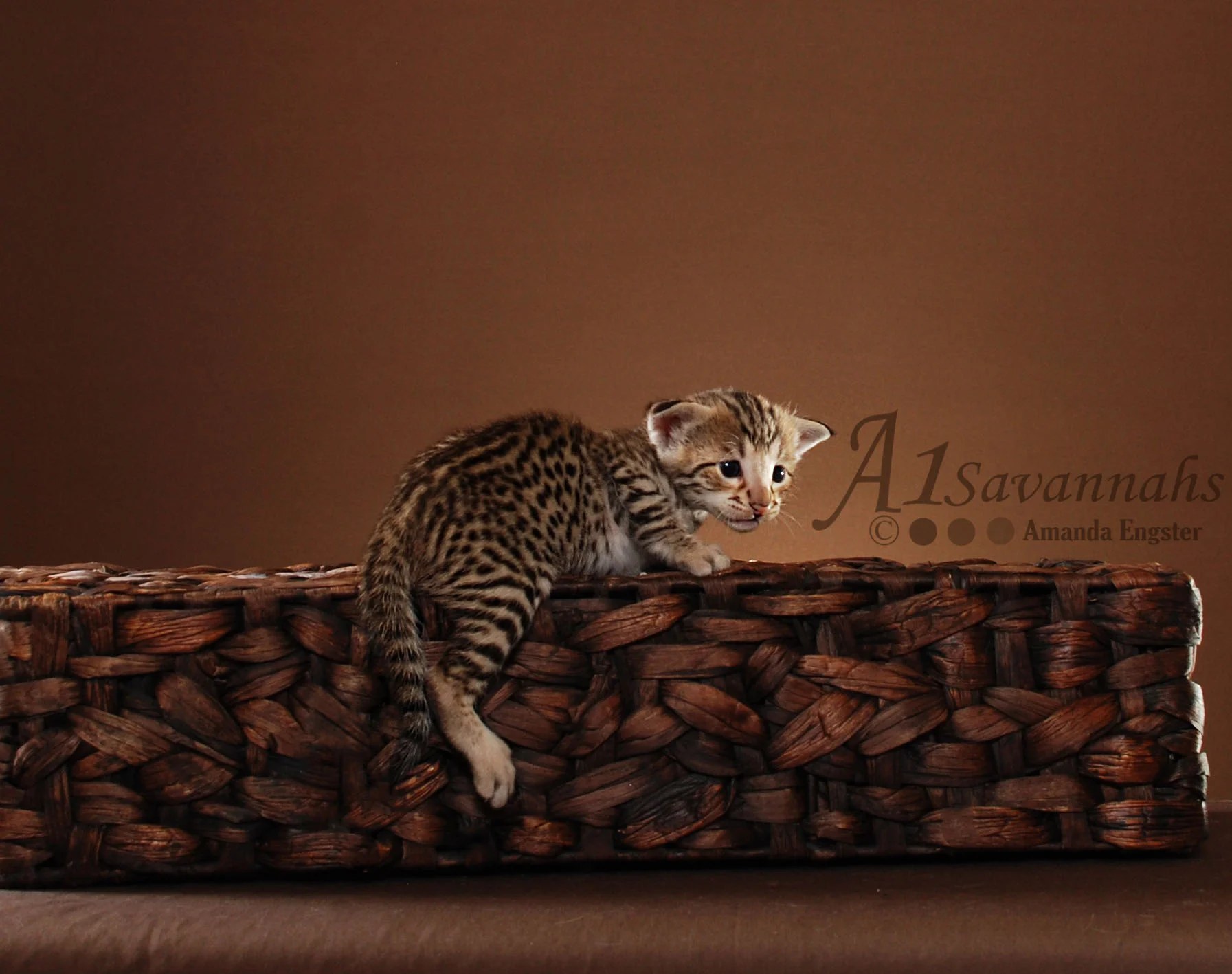 A1 Savannahs Sarabi F2 Female Savannah Kitten
