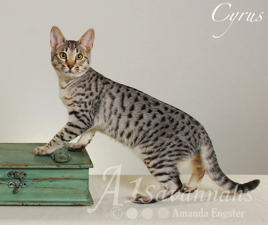 A1 Savannahs Cyrus SBT Male Savannah Kitten