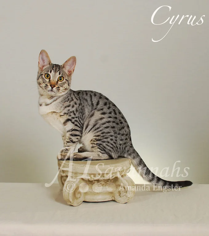 A1 Savannahs Cyrus SBT Male Savannah Kitten