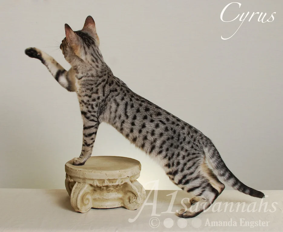 A1 Savannahs Cyrus SBT Male Savannah Kitten