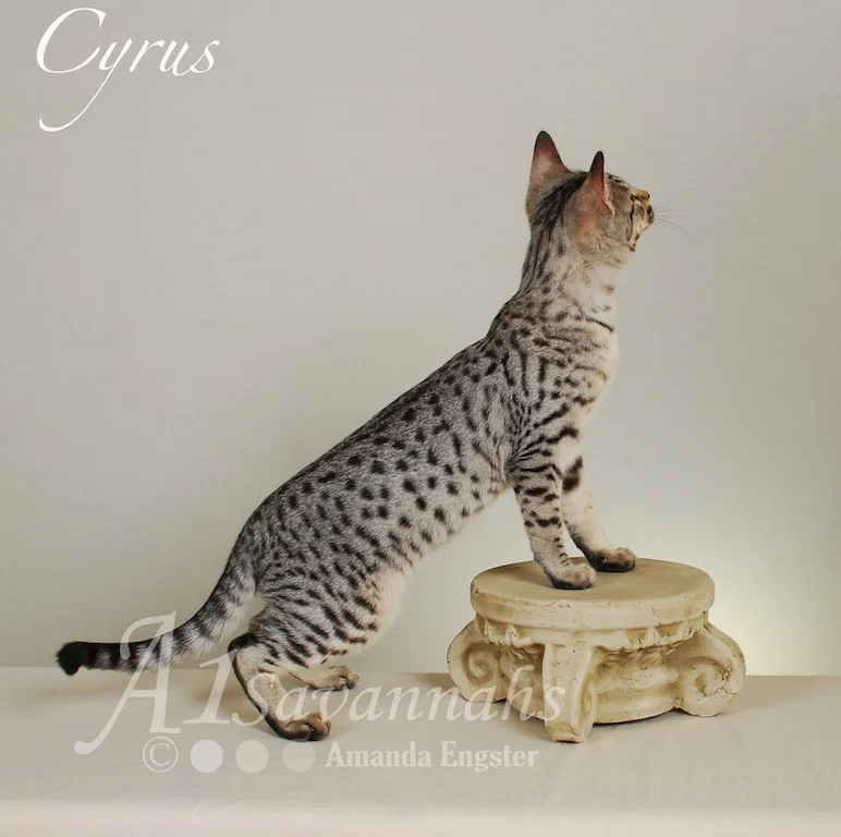 A1 Savannahs Cyrus SBT Male Savannah Kitten