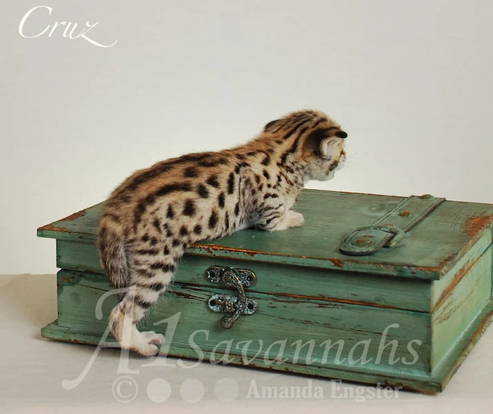 A1 Savannahs Cruz F2 Male Savannah Kitten