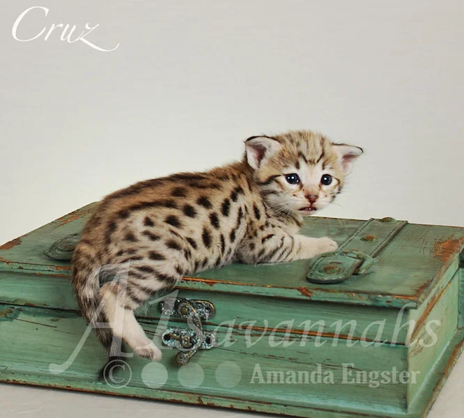 A1 Savannahs Cruz F2 Male Savannah Kitten