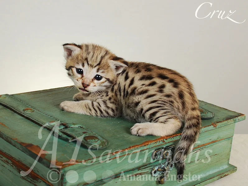 A1 Savannahs Cruz F2 Male Savannah Kitten