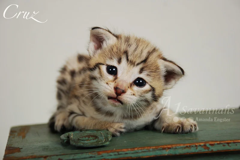 A1 Savannahs Cruz F2 Male Savannah Kitten