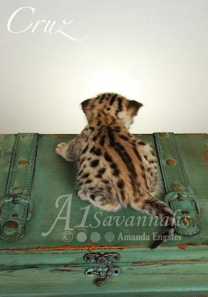 A1 Savannahs Cruz F2 Male Savannah Kitten