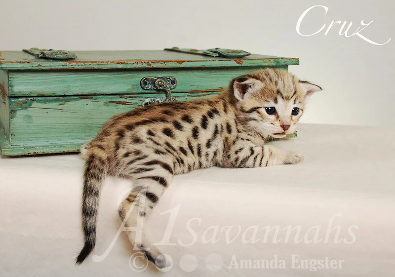 A1 Savannahs Cruz F2 Male Savannah Kitten