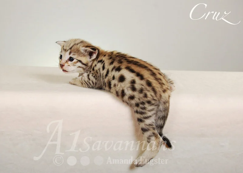 A1 Savannahs Cruz F2 Male Savannah Kitten