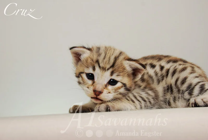 A1 Savannahs Cruz F2 Male Savannah Kitten
