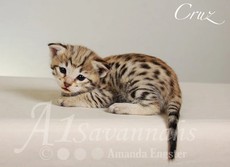 A1 Savannahs Cruz F2 Male Savannah Kitten