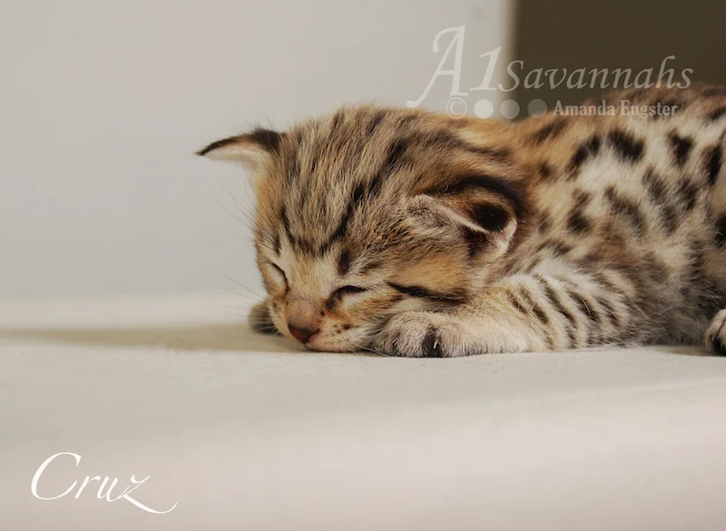 A1 Savannahs Cruz F2 Male Savannah Kitten