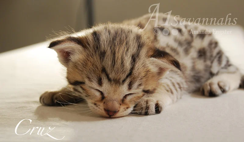 A1 Savannahs Cruz F2 Male Savannah Kitten