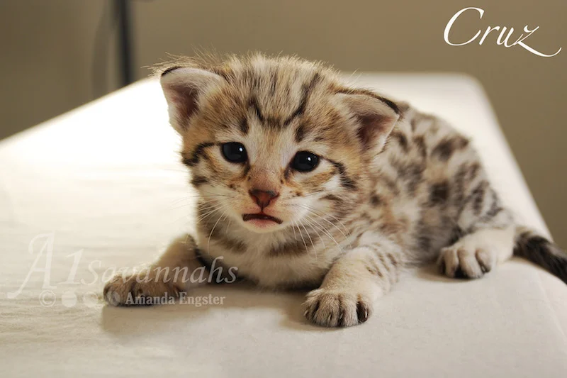 A1 Savannahs Cruz F2 Male Savannah Kitten