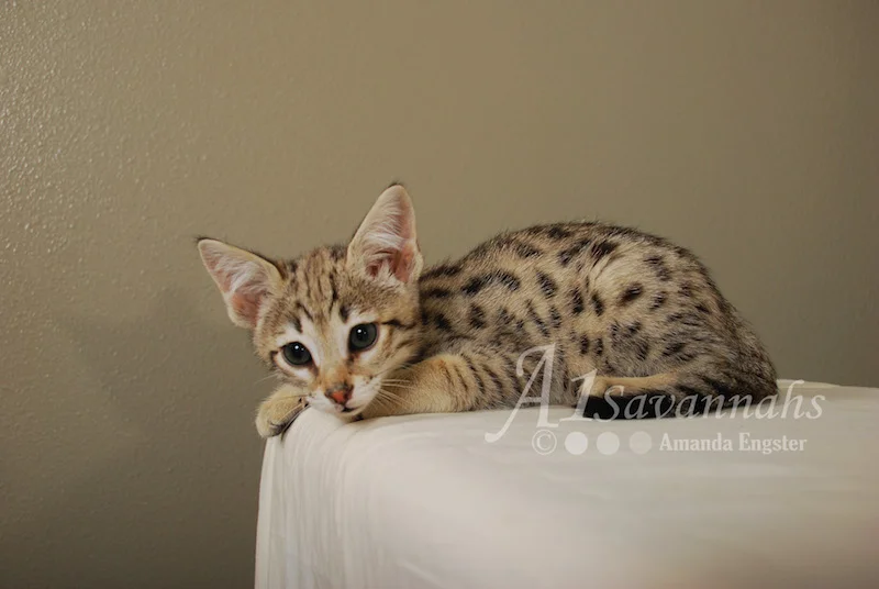 A1 Savannahs Cruz F2 Male Savannah Kitten