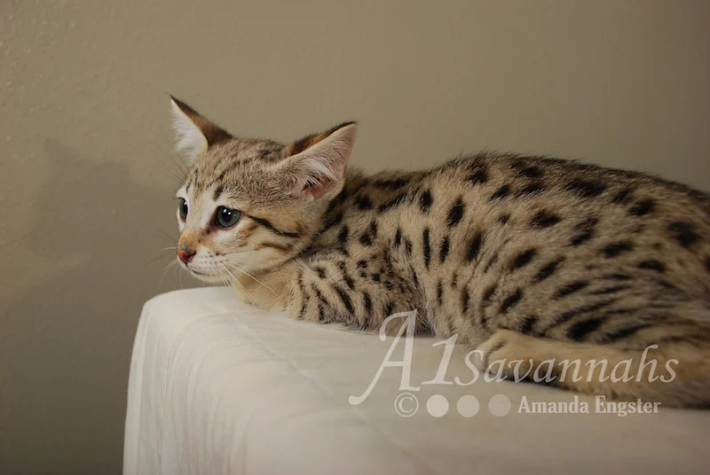 A1 Savannahs Cruz F2 Male Savannah Kitten
