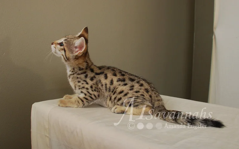 Cruz F2 Male Savannah Kitten — A1 Savannahs