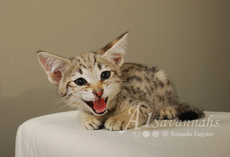 A1 Savannahs Cruz F2 Male Savannah Kitten