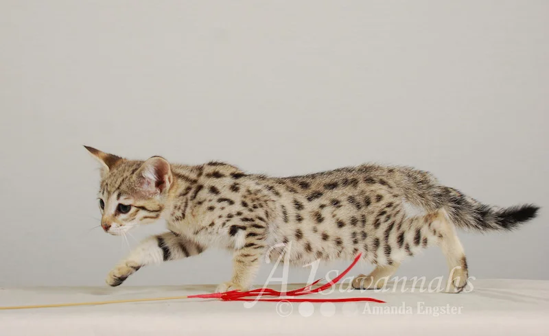 A1 Savannahs Cruz F2 Male Savannah Kitten