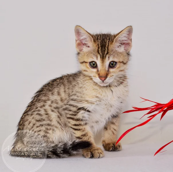 A1 Savannahs Austin F5 Male Savannah Kitten