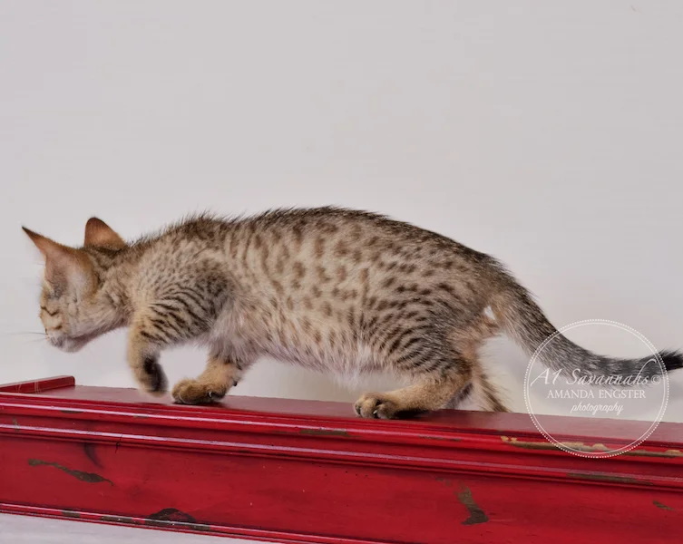 A1 Savannahs Austin F5 Male Savannah Kitten