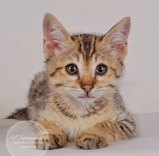 A1 Savannahs Austin F5 Male Savannah Kitten