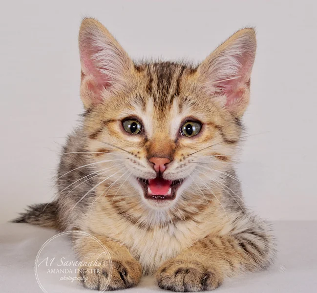 A1 Savannahs Austin F5 Male Savannah Kitten