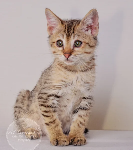 A1 Savannahs Austin F5 Male Savannah Kitten