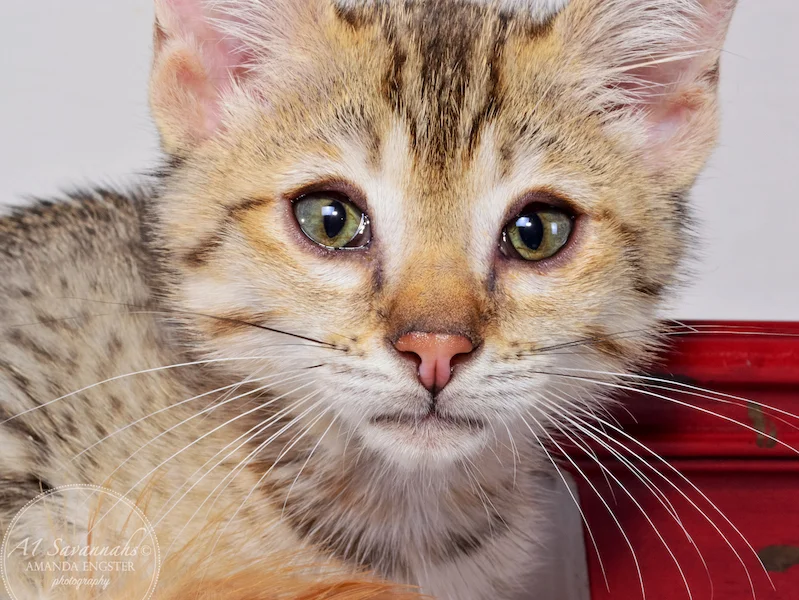 A1 Savannahs Austin F5 Male Savannah Kitten