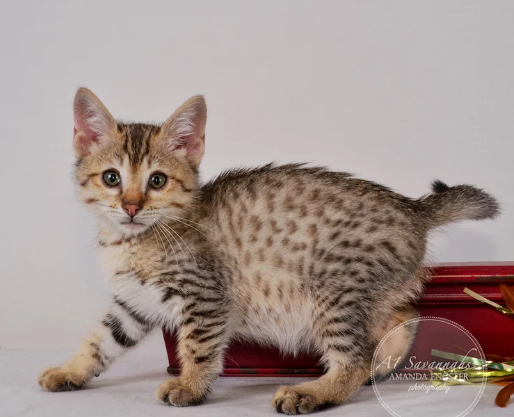 A1 Savannahs Austin F5 Male Savannah Kitten