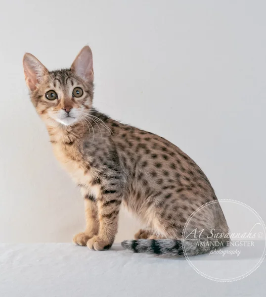 A1 Savannahs Stella Female Savannah Kitten