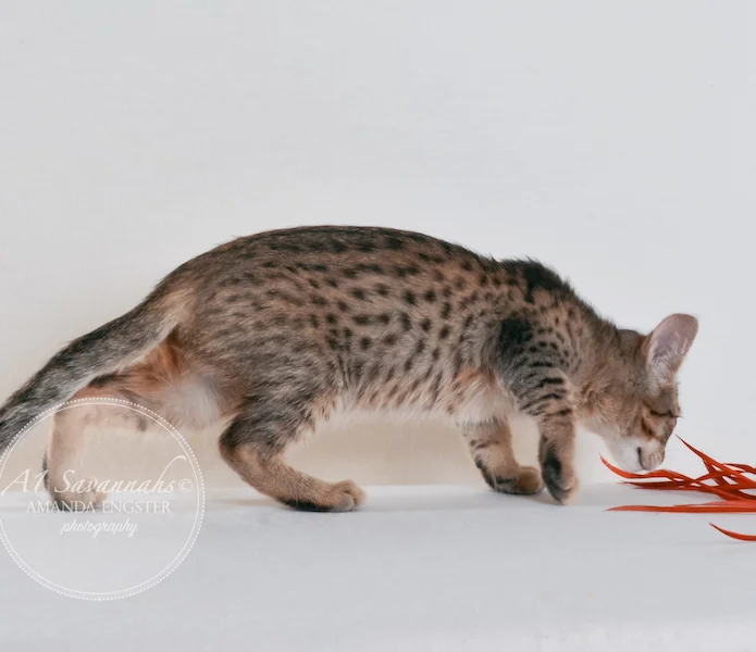 A1 Savannahs Stella Female Savannah Kitten