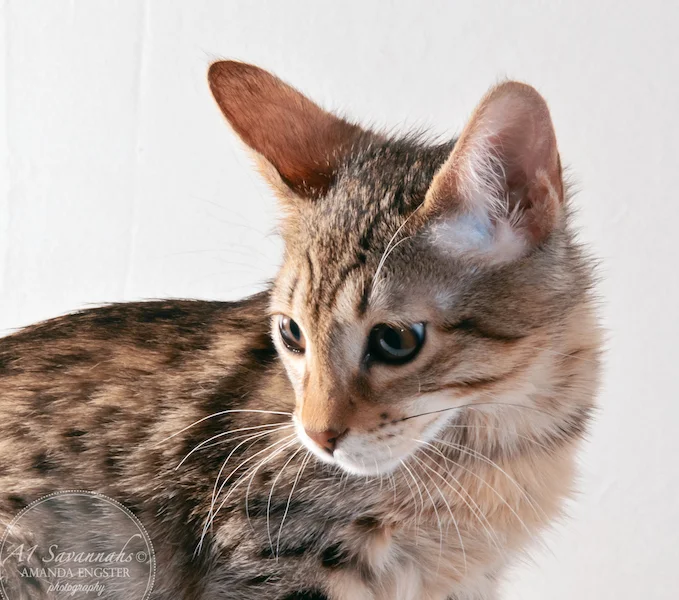 A1 Savannahs Stella Female Savannah Kitten
