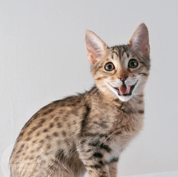A1 Savannahs Stella Female Savannah Kitten