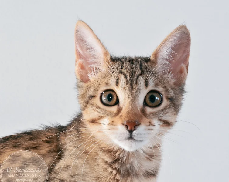A1 Savannahs Stella Female Savannah Kitten