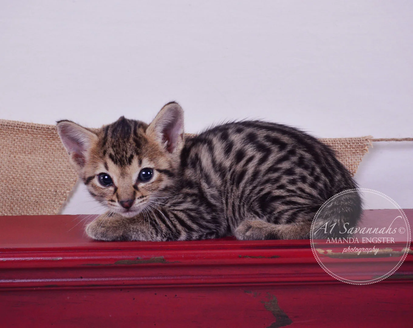 A1 Savannahs Armani F3 Female Savannah Kitten
