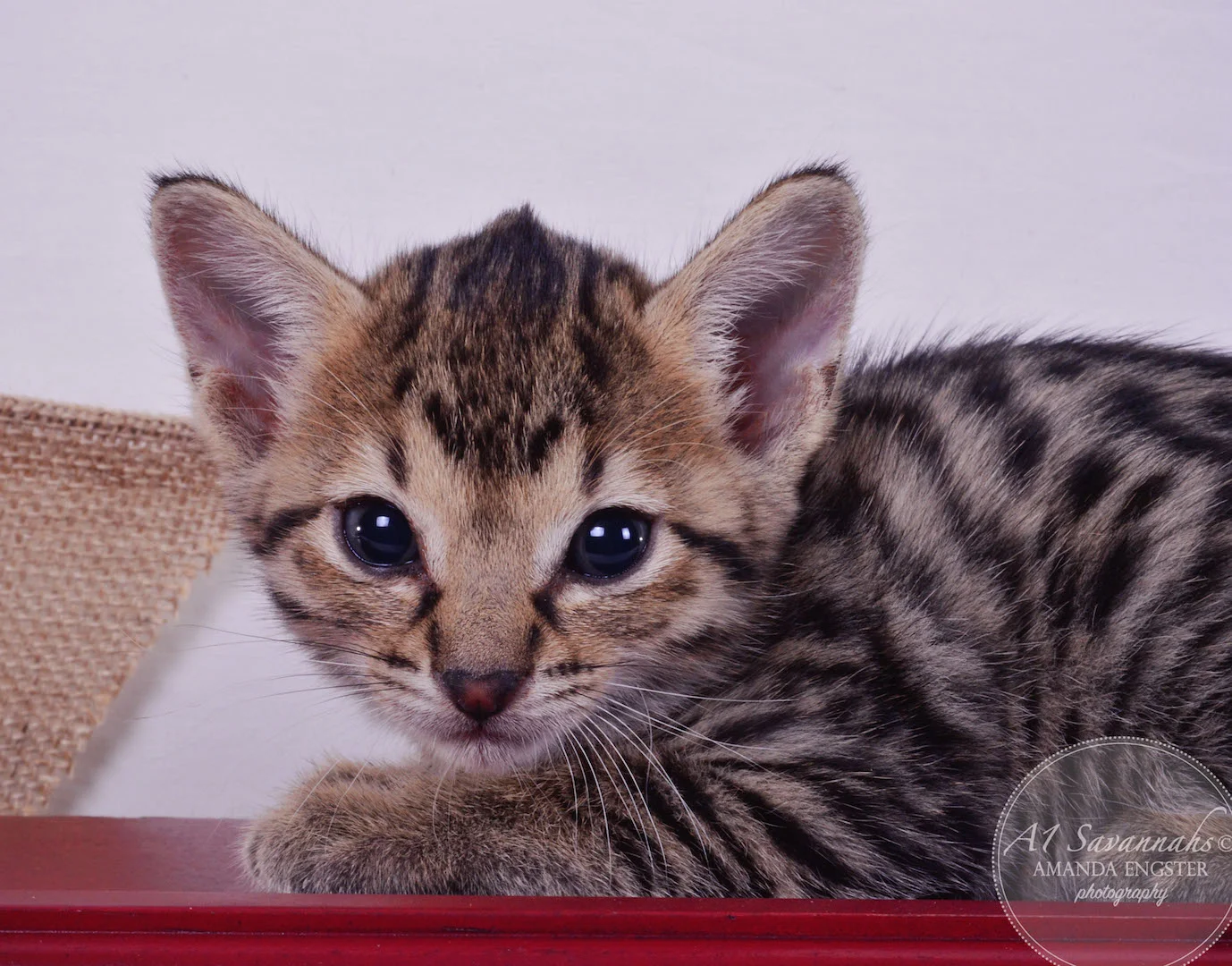 A1 Savannahs Armani F3 Female Savannah Kitten