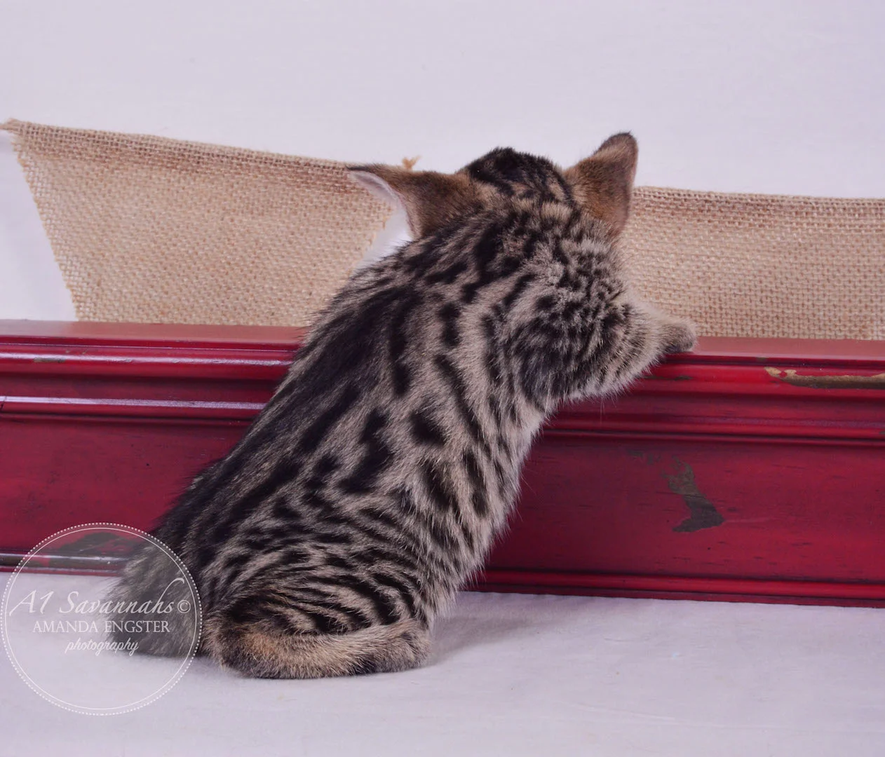A1 Savannahs Armani F3 Female Savannah Kitten