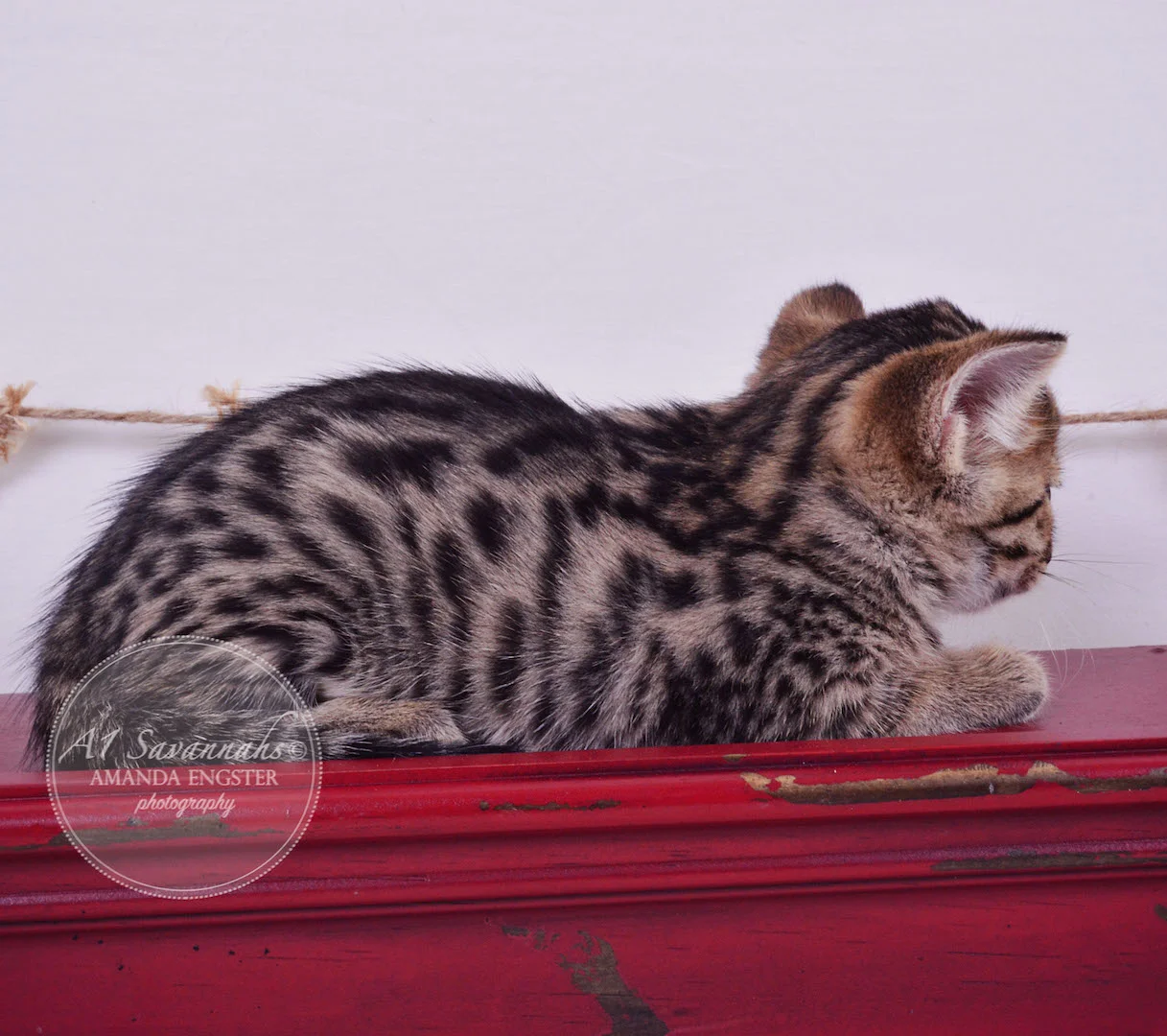 A1 Savannahs Armani F3 Female Savannah Kitten
