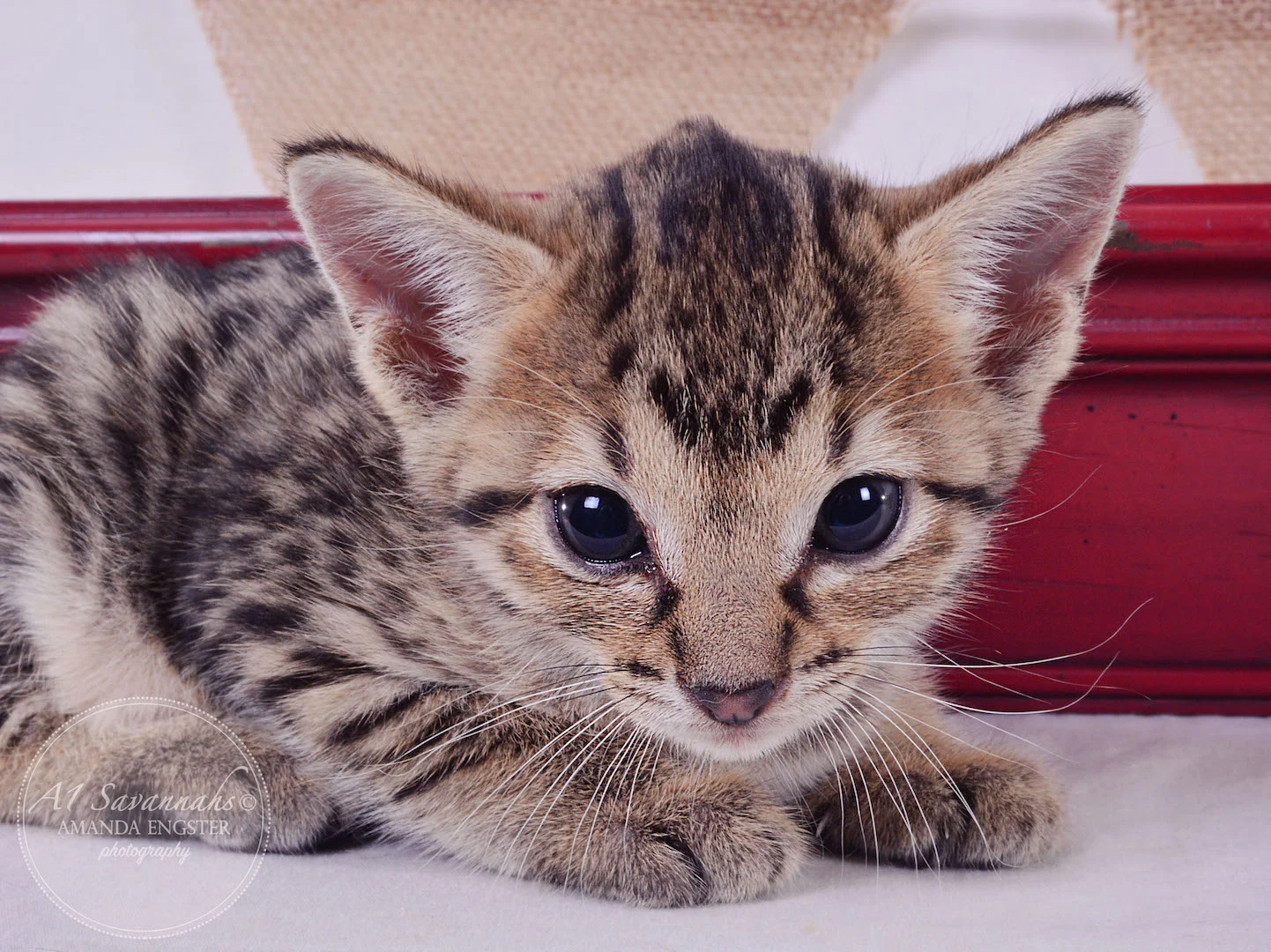 A1 Savannahs Armani F3 Female Savannah Kitten