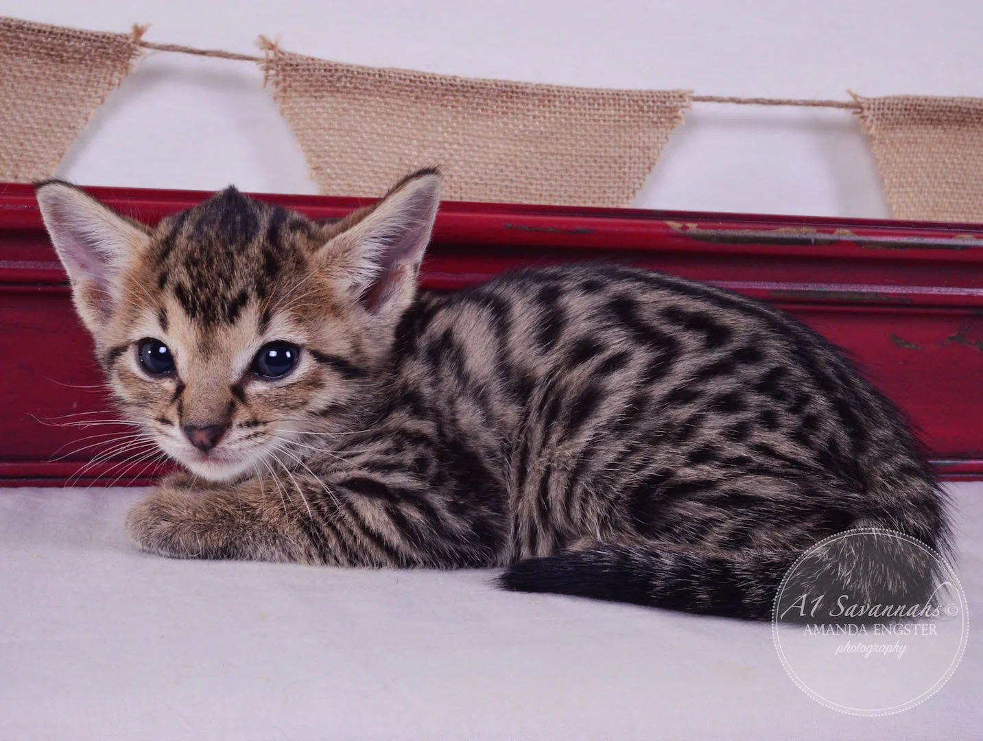 A1 Savannahs Armani F3 Female Savannah Kitten