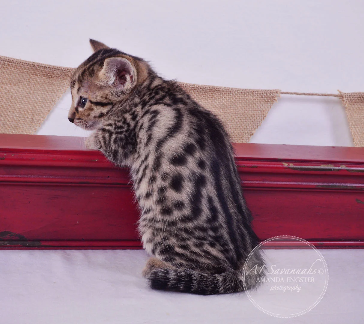 A1 Savannahs Armani F3 Female Savannah Kitten