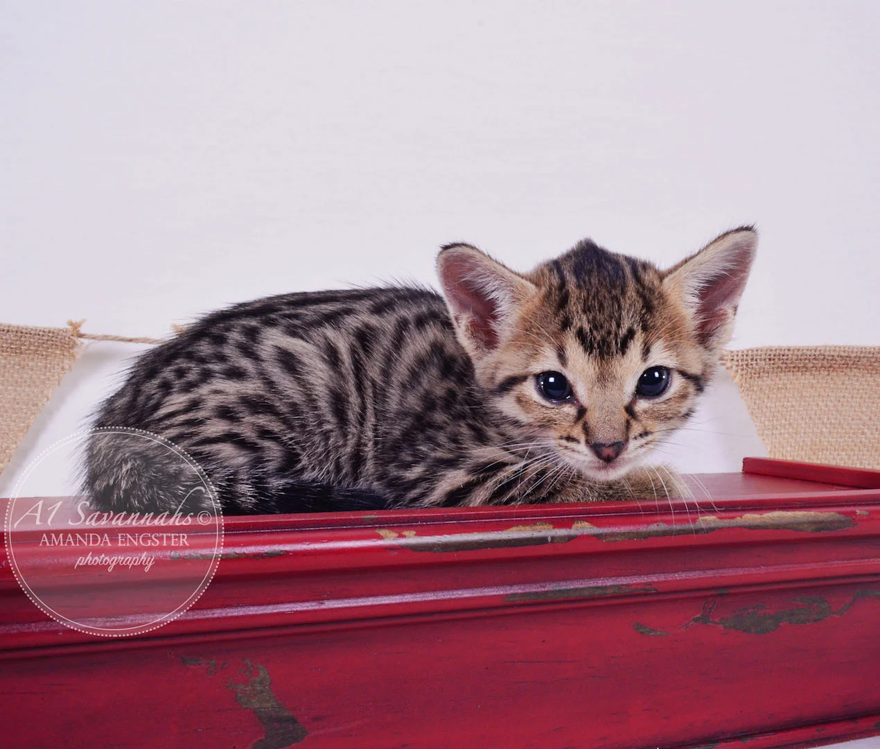 A1 Savannahs Armani F3 Female Savannah Kitten