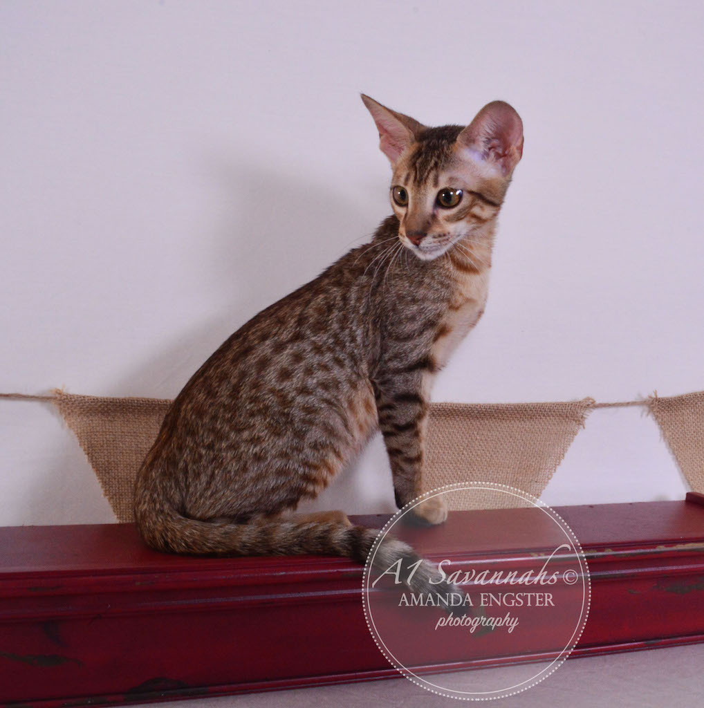 A1 Savannahs Simon SBT Male Savannah Kitten