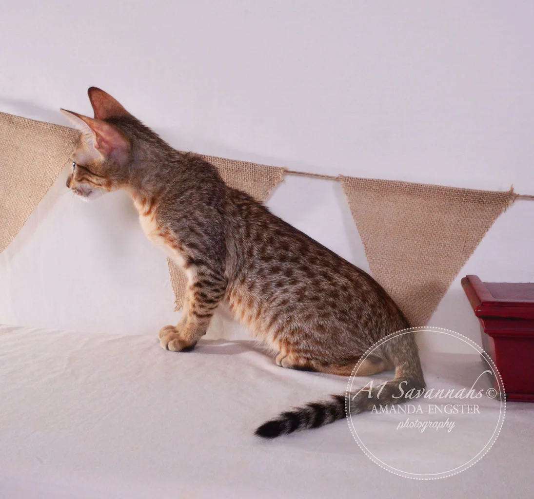 A1 Savannahs Simon SBT Male Savannah Kitten