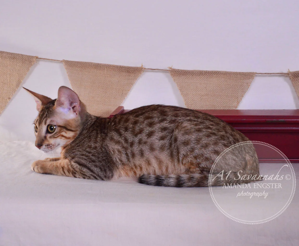 A1 Savannahs Simon SBT Male Savannah Kitten