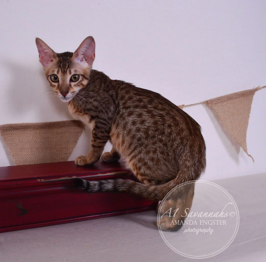 A1 Savannahs Simon SBT Male Savannah Kitten