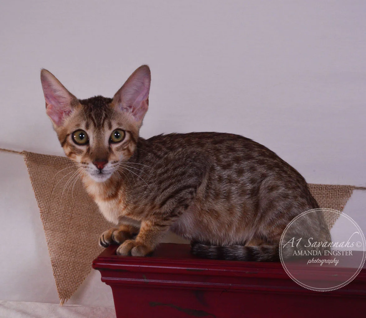 A1 Savannahs Simon SBT Male Savannah Kitten