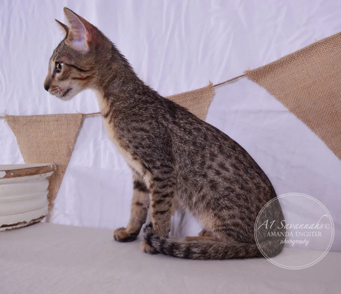 A1 Savannahs Saxton SBT Male Savannah Kitten